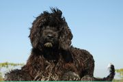 Portuguese water dog against blue sky
