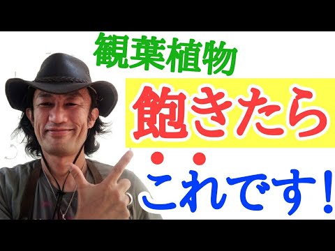 深色葉ベゴニア人気品種5選！私が選んだおすすめと育て方のコツ