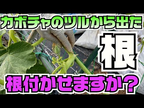 家庭菜園のウリ科の茎割れ、原因と対策を一挙公開