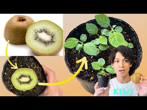 キウィベリーの育て方とキウイとの違いをまるごと解説！皮ごと食べられる手間いらずの果物