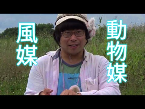 風媒花の受粉のしくみとよくある失敗対策