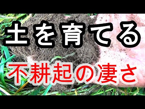 夏末のカバークロップ完全ガイド：初心者が失敗しない選択と土壌改良のコツ