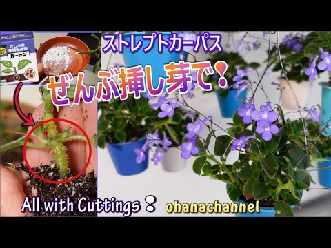 ストレプトカルペラの育て方｜長く花を楽しむコツを実体験から解説