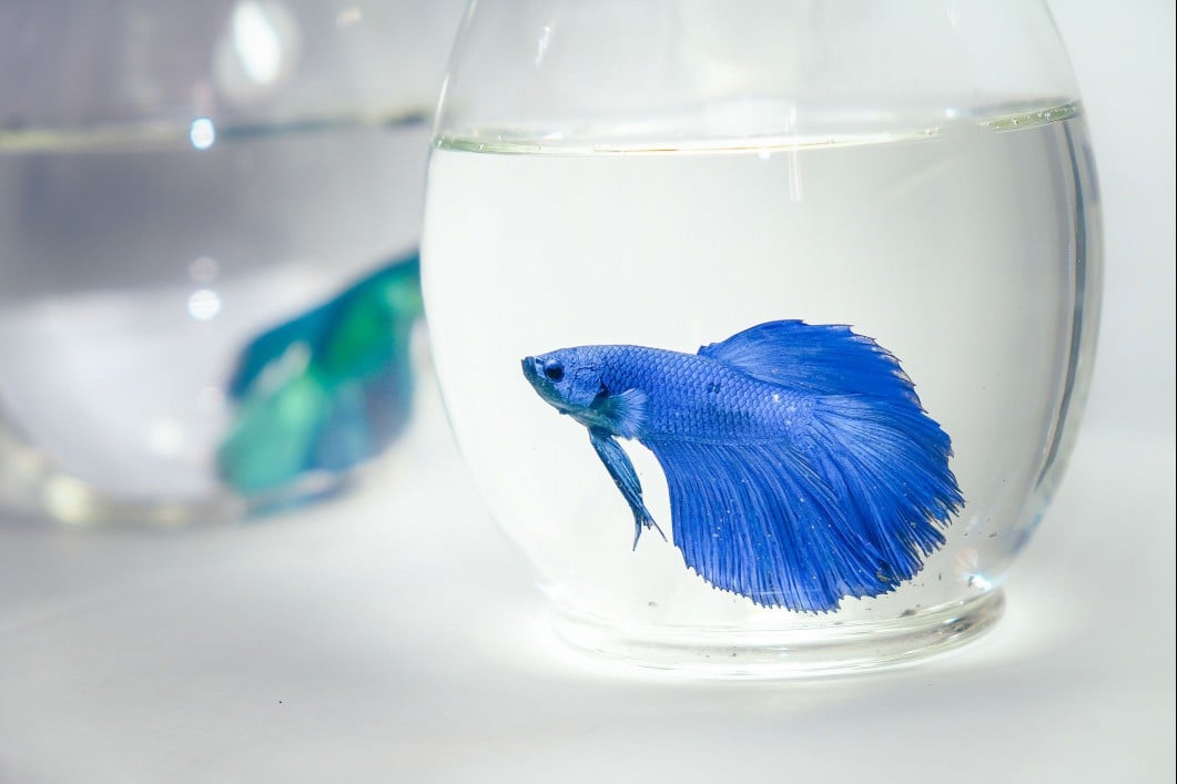 Siamese fighting fish