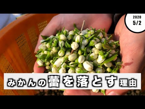 柑橘の花蕾が落ちる理由と対策を実体験から解説
