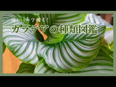 カラテアの種類と育て方――6品種の特徴と失敗しないコツを徹底解説
