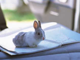 How to Travel With a Rabbit in a Car