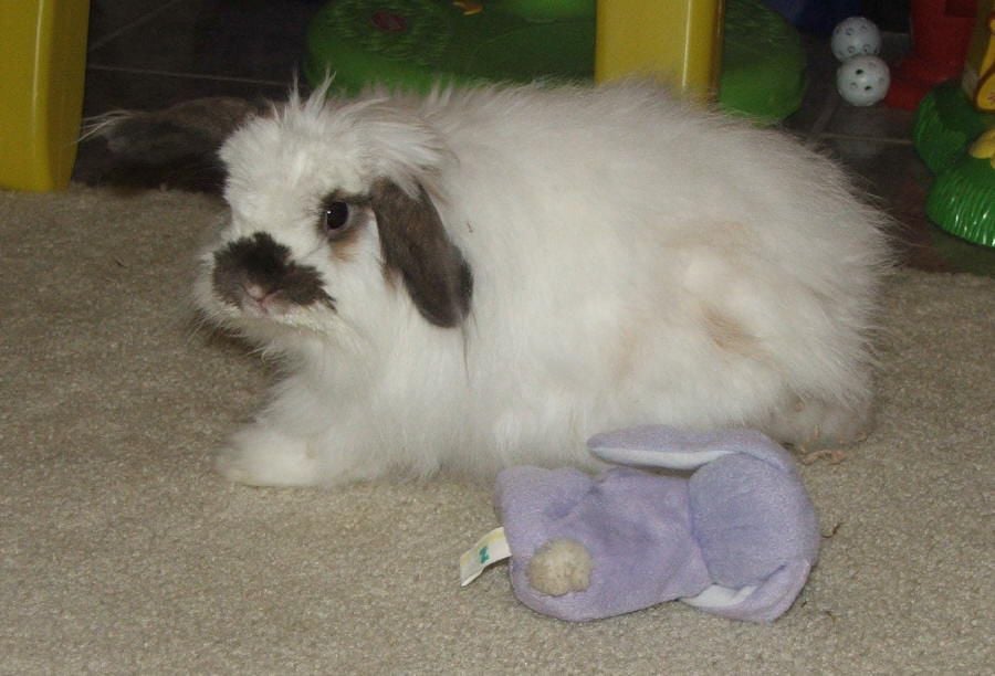 American Fuzzy Lop