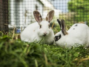 List of Exotic Pet Boarding Facilities