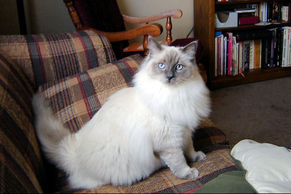 A ragdoll cat