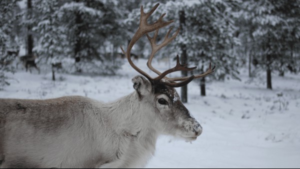 10 Of The Most Wonderful Winter Words