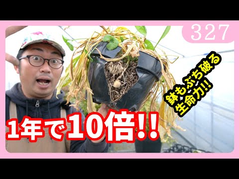 花の色が変わる理由とコツ：園芸初心者が知っておきたいポイント