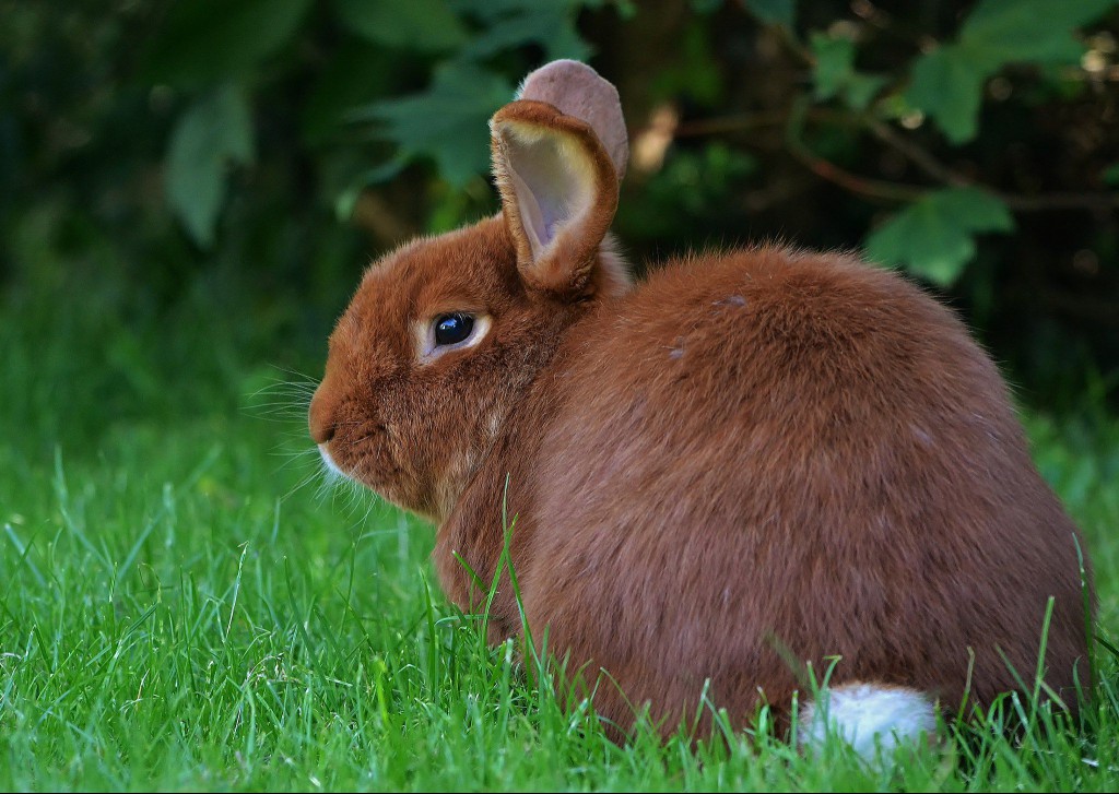 Rabbit with red fur