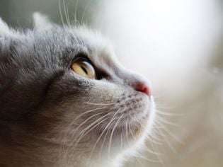 Rodent Ulcers in Cats