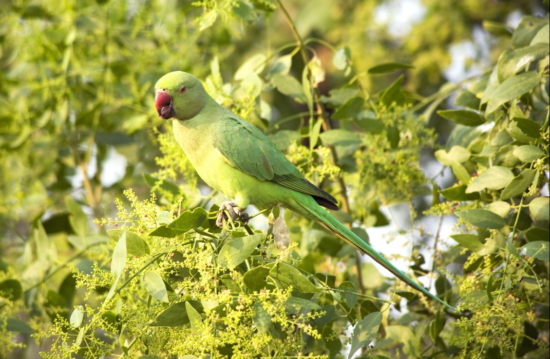 Rose-ringed parrot in a tree