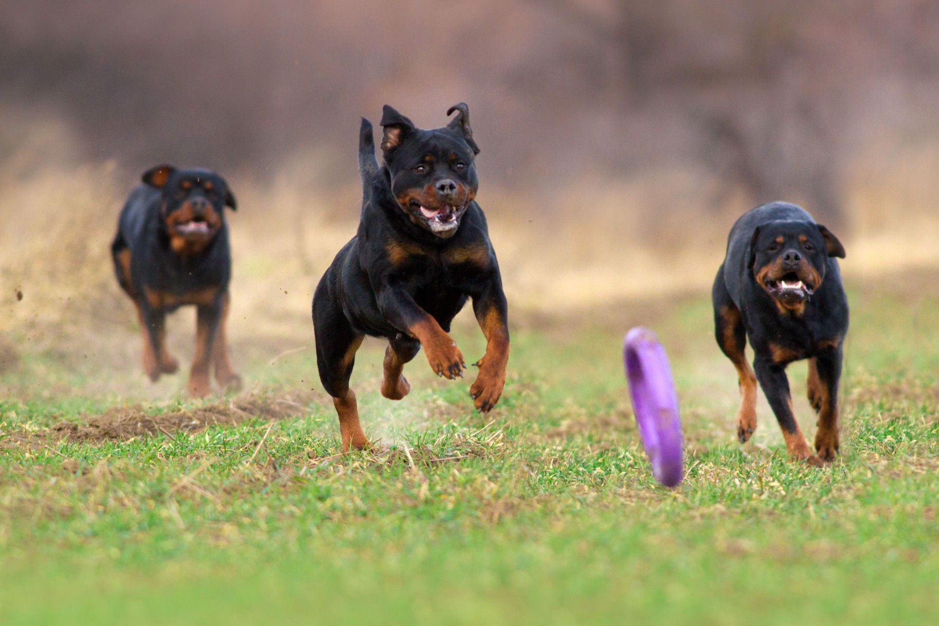 Rottweilers playing outside