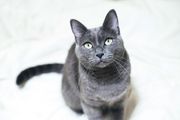 Russian blue cat looking up