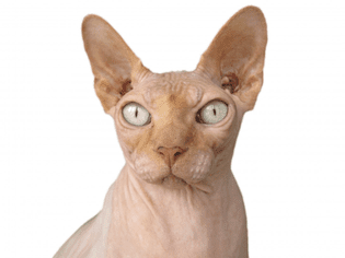 Donskoy: Cat Breed Profile, Characteristics & Care