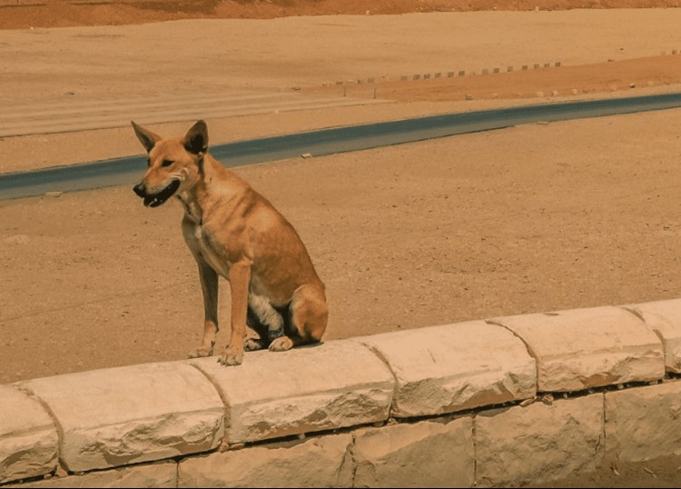Baladi Street Dog