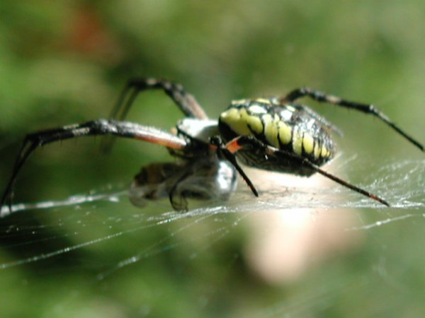 Web Crawler