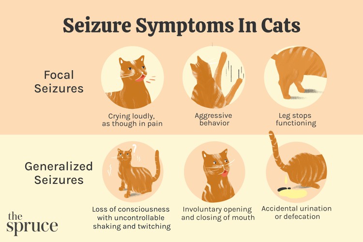 seizure symptoms in cats illustration