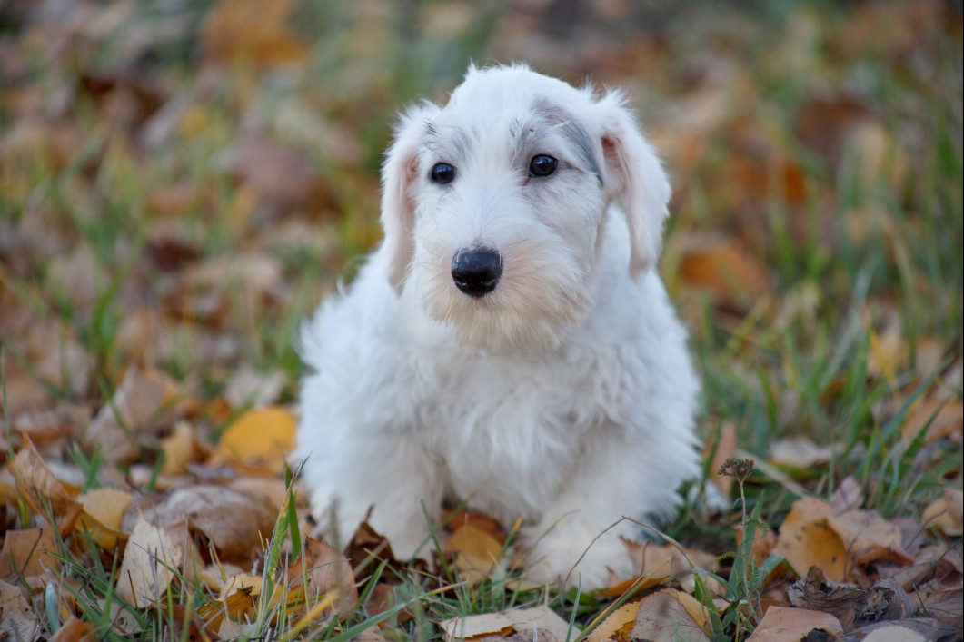 A Sealyham Terrier Puppy