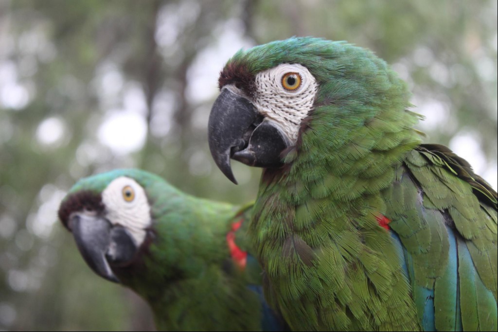 Severe Macaws