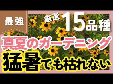 全日照で育つ耐暑性の低木、私が失敗しない選び方