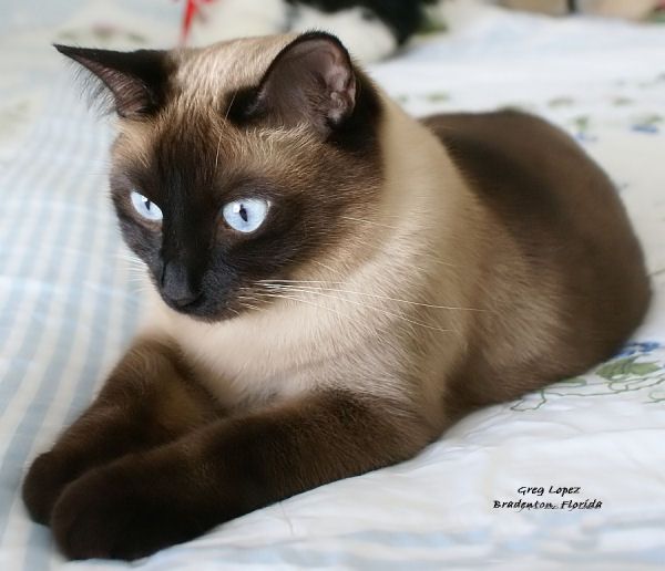 Cat Photo: Siamese cat Shadow