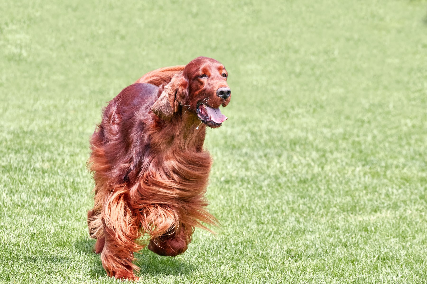 Show type Irish setter