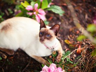 Siamese Cat: Breed Profile, Characteristics & Care