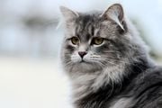 Siberian Car profile against blurred grey background