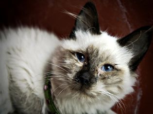 Close up of sick cat