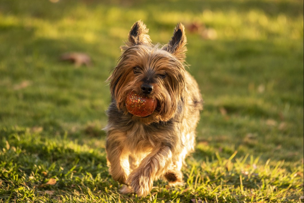 Silky terrier holding a ball