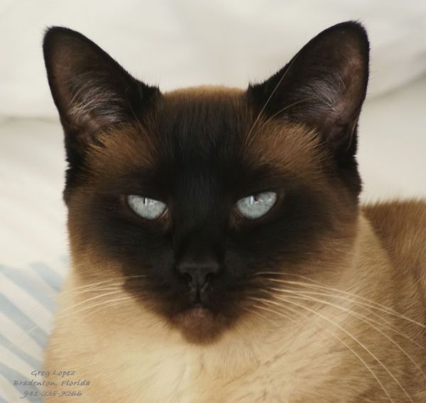 Skyy siamese cat