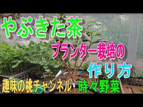 ティーツリーの鉢植え栽培：室内で育てるコツと注意点