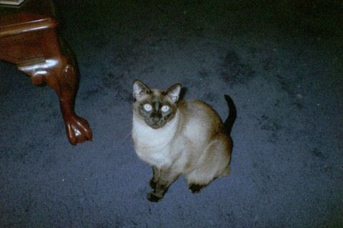 Picture of Siamese cat: Sophie