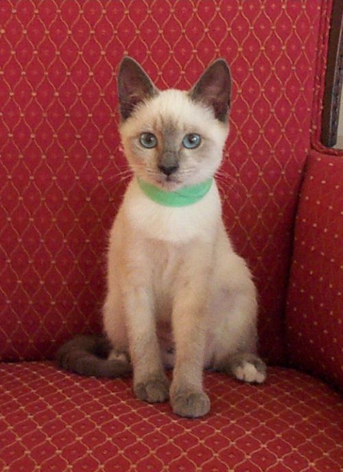 Picture of Siamese cat Sparkle