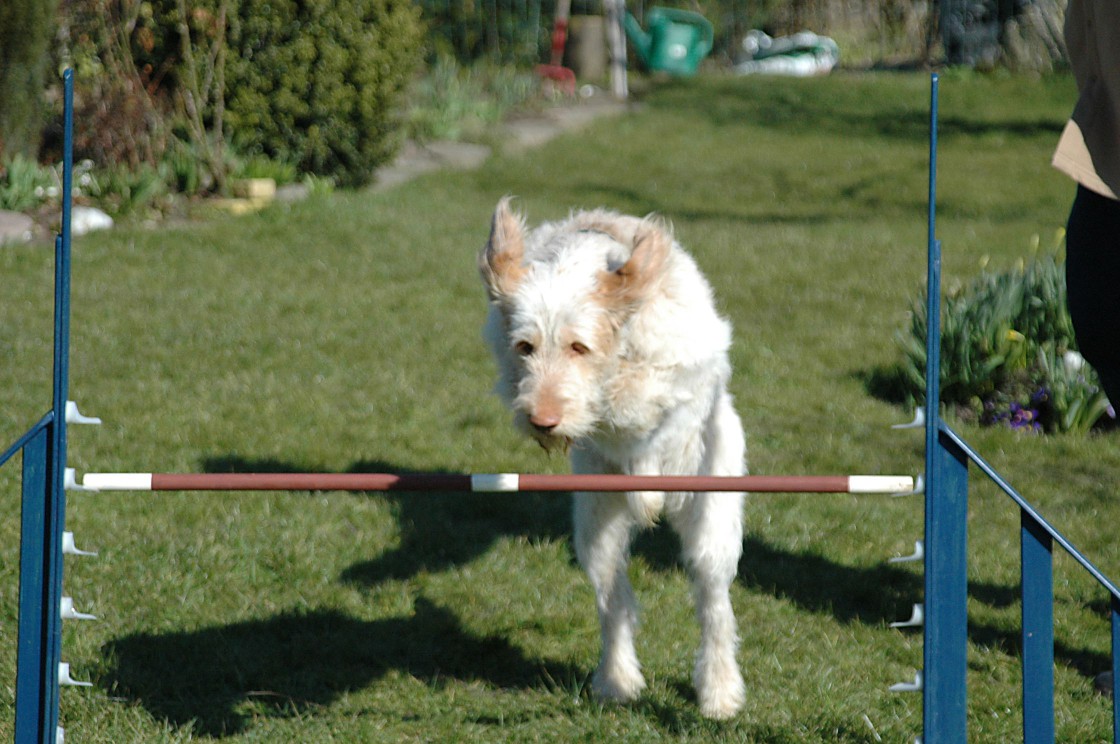 A Spinone Italiano doing an agility jump