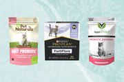 Probiotics for cats we recommend on a blue background