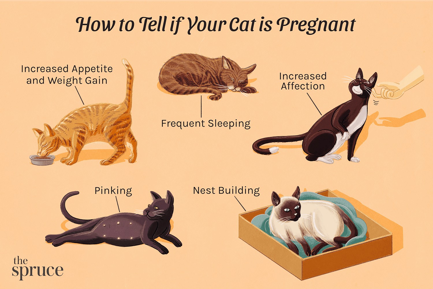 How to Tell if Your Cat is Pregnant