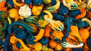 The food etymology of squash, shown by a pile of different types of gourds.