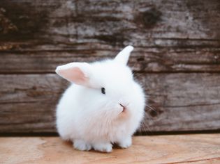 Understanding Rabbit Behavior and Body Language