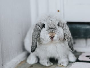 Sickness in Rabbits