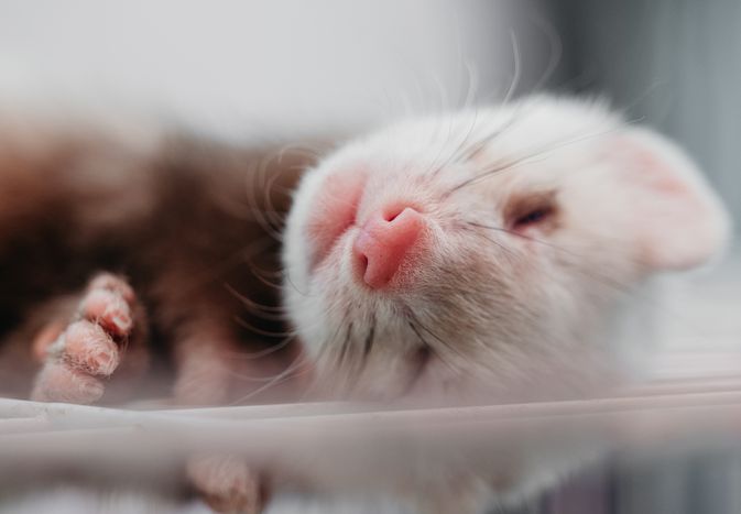Are Ferrets Good Pets? What to Consider Before Getting One Are Ferrets Good Pets? What to Consider Before Getting One