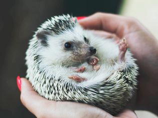 Are Hedgehogs Too Prickly to Hold?