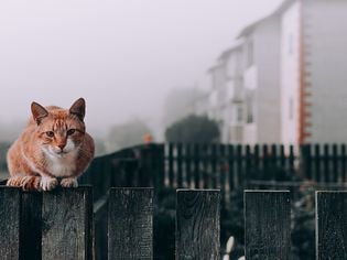 What Do You Feed a Stray Cat?