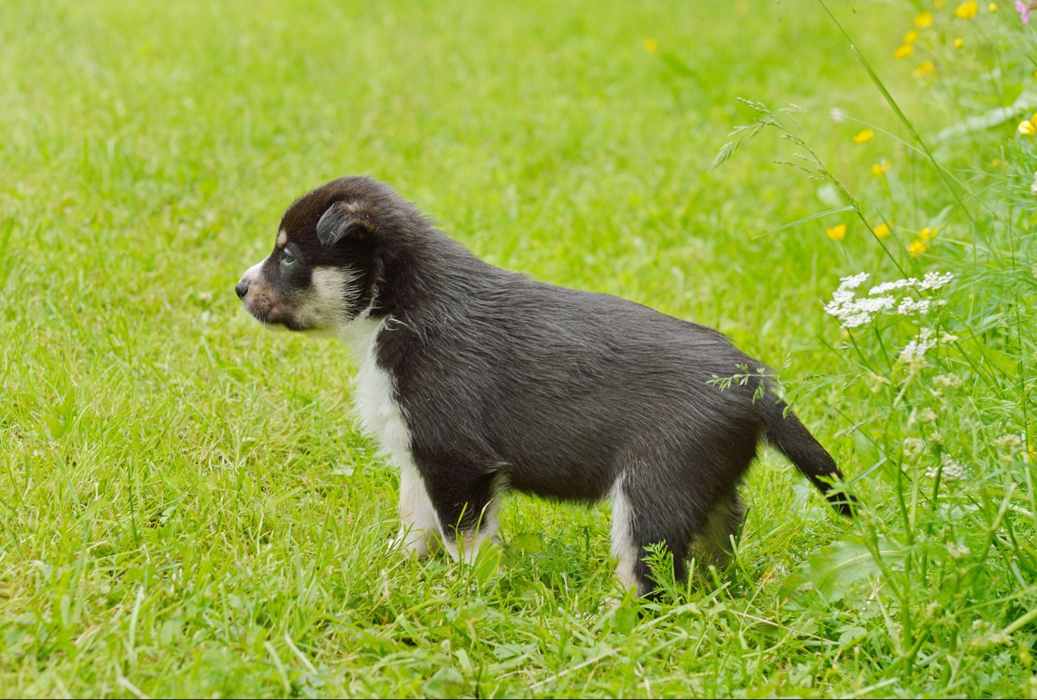 Swedish vallhund puppy in grass