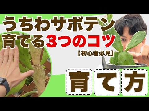 耐寒性ウチワサボテンの育て方｜寒い地域でもOK！初心者が知っておきたい3つの注意点