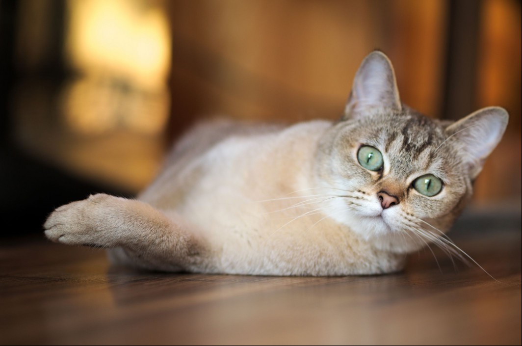 A darker shaded Burmilla